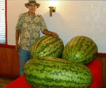 Grote meloenen